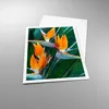 Poster - Poster ohne Rahmen - Himmlisch Vogel Blume - Produktbild-Vorschau 3