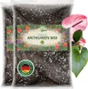 OraGarden Anthurien-Erde 6 Liter Produktbild-Vorschau 1