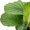 2er Set - Calathea Orbifolia - Korbmarante -Zimmerpflanzen Produktbild-Vorschau 3