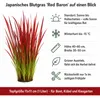 Stauden Gänge 1 x Imperata cylindrica 'Red Baron' im 1 Produktbild-Vorschau 7