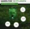 Dill Gewöhnlicher Samen - Anethum graveolens - Dillsamen - Produktbild-Vorschau 3