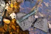 LifeStraw® Personal Reise Wasserfilter Dunkelgrün Produktbild-Vorschau 3