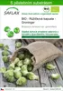 SAFLAX - BIO - Růžičková kapusta - Groninger - Brassica Náhled obrázku produktu 1