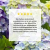 MuchoWow® - Leinwandbilder - Verschiedene Hortensienblüten, Produktbild-Vorschau 8