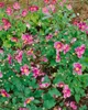 Herbst-Anemone Robustissima, im Topf - Anemone tomentosa Produktbild-Vorschau 1