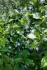Clematis alpina, Alpen-Waldrebe, blau, 40–60 cm Produktbild-Vorschau 9