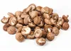 Hawlik Pilzbrut Shiitake Dübel – 20 Pilzdübel, Pilze Produktbild-Vorschau 4
