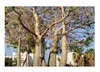 5x Adansonia digitata Baobab Affenbrotbaum Pflanzen - Samen Produktbild-Vorschau 3