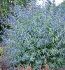 Bartblume ´KEW BLUE´ 20-30 cm, Cont. 2,5 l Produktbild-Vorschau 3