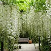 Wisteria floribunda Alba - bílý modrý déšť Náhled obrázku produktu 2