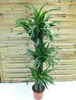 [Palmenlager] - XL Dracaena de. Warneckei 150 cm - 3er Tuff Produktbild-Vorschau 2