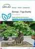 SAFLAX - Bonsai - Figa Buddy - 100 Nasiona - Ficus Podgląd zdjęcia produktu 1