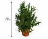 Myrtus communis (struik), circa 80 cm – Echte bruidsmirte, Productafbeelding-voorbeeld 5