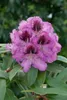 Rhododendron Hybr. 'Pfauenauge', Rhododendron, 50–60 cm, Produktbild-Vorschau 11