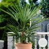 Washingtonia Robusta - Mexikanische Fächerpalme - Palme - Produktbild-Vorschau 2