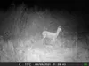 Outdoor Wildlife Hunting Trail und Wildkamera OXE Gepard Produktbild-Vorschau 31