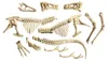 Galileo Kit de fouilles T-Rex & Fossile Kit de modelage Voir les images du produit 4