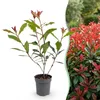 Green boutiQ - 40x Photinia fraseri Carre Rouge - Produktbild-Vorschau 1