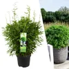 Bambù topico 'Boobux XL 1x - Ø 29 cm - ↨ 70 cm Anteprima dell’immagine prodotto 1