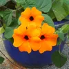 Schwarzäugige Susanne (Thunbergia alata) - Wunderschöne Produktbild-Vorschau 5