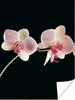 MuchoWow® Poster Orchidee - Blumen - Schwarz - Rosa - Produktbild-Vorschau 1