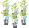 Bloomique - 6er Set - Mentha Aquatica - Wasserminze - Produktbild-Vorschau 1