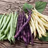 Haricots, mélange de différentes variétés, gousses de Voir les images du produit 9