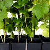 Winorośl A 1704 bezpestkowa 2L Podgląd zdjęcia produktu 11
