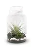 Flaschengarten 30cm XXL mit Tillandsia Oxana Produktbild-Vorschau 1