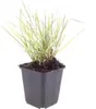 Sesleria autumnalis, graminée ornementale, 60 plants, Ø9cm, Voir les images du produit 2
