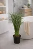 Cyperus Jela 50 cm Cyprysowa palma wodna - dekoracyjna Podgląd zdjęcia produktu 3