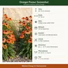 Stauden Gänge 1 x Echinacea purpurea 'Lakota Orange' - Produktbild-Vorschau 9