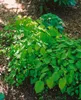 Epimedium x youngianum 'Roseum', Elfenblume, rosa, ca. 9x9 Produktbild-Vorschau 3