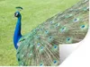 MuchoWow® - Aufkleber Produktbild-Vorschau 1