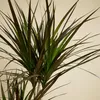 Bloomique - Dracaena Marginata - Dragonnier - Plantes Voir les images du produit 5