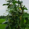 Hubová tekvica (Luffa cylindrica)  – 20 semien Náhľad obrázku produktu 1