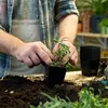 A person is planting a small plant into a black pot. Podgląd zdjęcia produktu