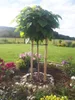 Trompetenbaum 'NANA' auf Stamm 80 cm, Cont. 5 l Produktbild-Vorschau 6