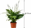Spathiphyllum Sweet Benito 60–70 cm – lilia pokojowa Podgląd zdjęcia produktu 2