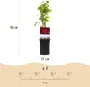GreenboutiQ - Kletterrose - Rosa Red Climber - Blüte Rot - Produktbild-Vorschau 2
