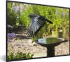 MuchoWow® MuchoWow® Gerahmtes Poster Vogeltränke - Rabe - Produktbild-Vorschau 1