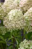 Hydrangea paniculata 'Little Lime', Rispenhortensie, Produktbild-Vorschau 9