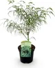 Plante de terrasse - Erable Japonais - Acer palmatum Voir les images du produit 2