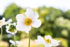 Anemone japonica 'Honorine Jobert', Herbst-Anemone, weiß, Produktbild-Vorschau 4