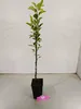 Jabloň Malus Domestica 'Elstar', 1,5 l kvetináč Náhľad obrázku produktu 3