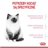 A kitten is shown next to text describing specific needs of kittens. Produktbild-Vorschau