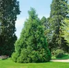 Sequoiadendron giganteum, Bergmammutbaum, 50–60 cm Produktbild-Vorschau 7