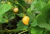 Sada 3 žltých jahôd – Fragaria vesca „Yellow Wonder“ – Náhľad obrázku produktu 2