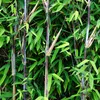 Green boutiQ - Bambus - Fargesia Black Dragon - Immergrün - Produktbild-Vorschau 4