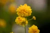 Kerria japonica 'Pleniflora', Ranunkelstrauch, gelb, 40–60 Produktbild-Vorschau 6
